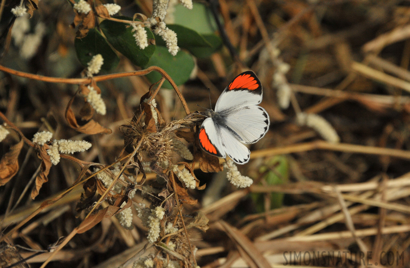 Colotis antevippe gavisa [300 mm, 1/2500 sec at f / 8.0, ISO 1600]